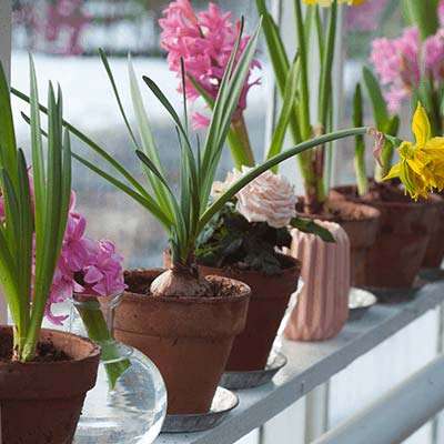 Making the Most of Your Garden Window