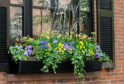 Window flower boxes